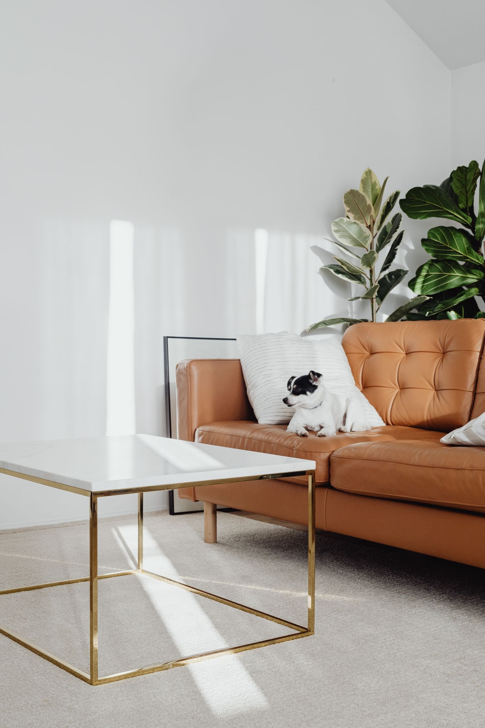 Small black and white dog resting on a tufted tan leather sofa in a bright modern living room with a marble and brass coffee table